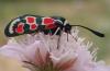 Zygaena occitanica